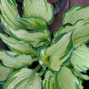 HOSTA THOMAS HOGG 2.4L