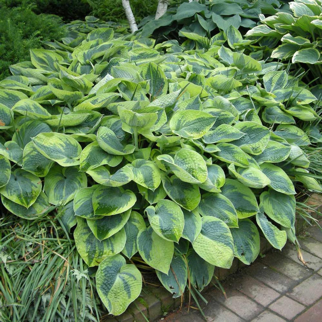 HOSTA TOKUDAMA FLAVOCIRCINALIS 2.0L