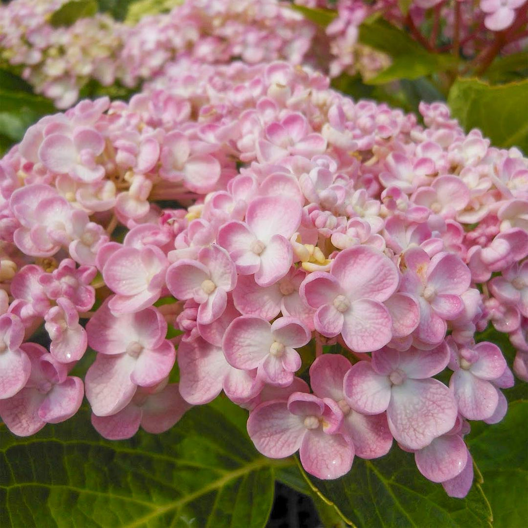 HYDRANGEA MACROPHYLLA AYESHA 6.0L