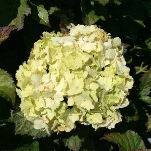 HYDRANGEA MACROPHYLLA GREEN VEIL 6.0L