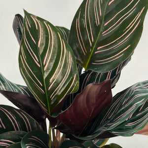 CALATHEA ORNATA