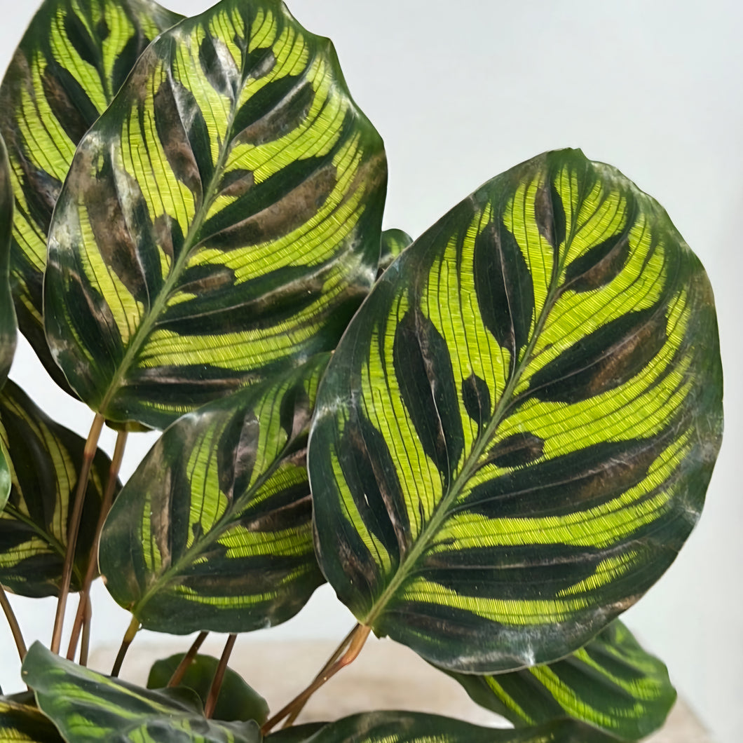 CALATHEA MAKOYANA 14CM