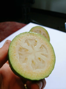 FEIJOA SWAN PB8