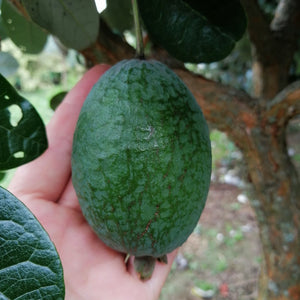 FEIJOA SWAN PB8