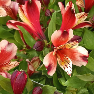 ALSTROEMERIA INCA HUSKY 14CM