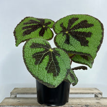 Load image into Gallery viewer, BEGONIA MASONIANA MOUNTAIN 14CM
