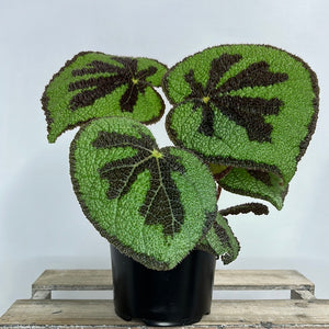 BEGONIA MASONIANA MOUNTAIN 14CM