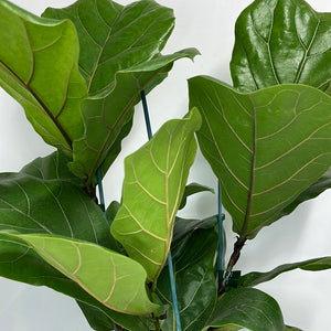 FICUS LYRATA FIDDLE LEAF FIG TRIPLE PLANTED 20CM