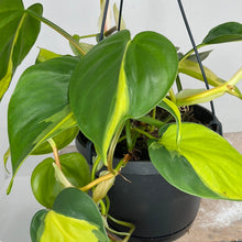 Load image into Gallery viewer, PHILODENDRON BRASIL 14CM
