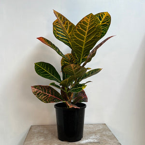 CROTON RHINA 14CM