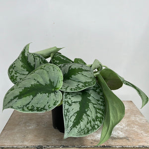 EPIPREMNUM TREBIE 12CM