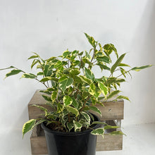 Load image into Gallery viewer, FICUS SAMANTHA 20CM
