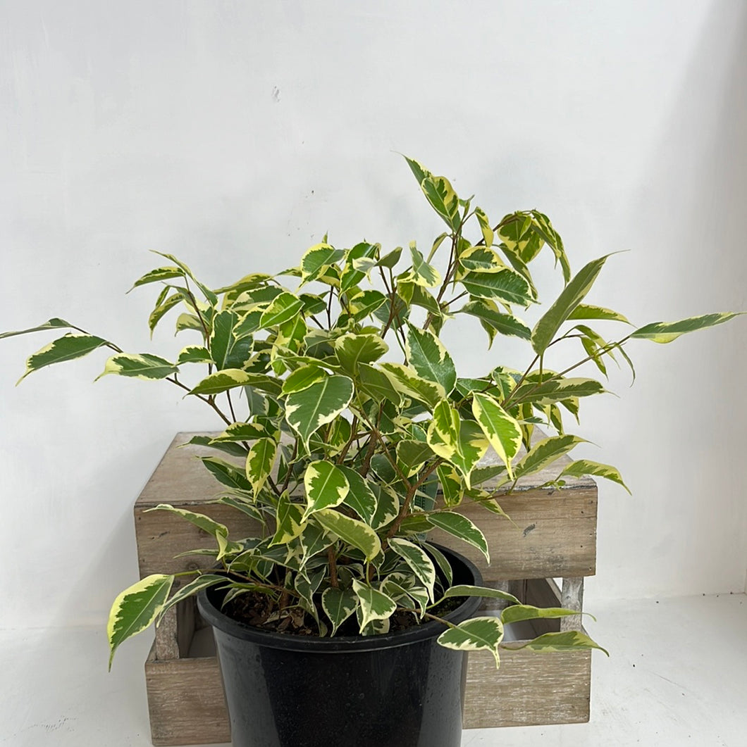 FICUS SAMANTHA 20CM