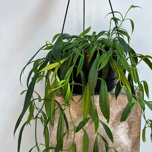 AESCHYNANTHUS PARASITICUS 17CM