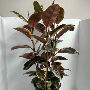 FICUS RUBY TRIPLE 25CM