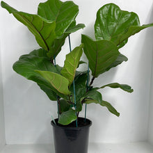 Load image into Gallery viewer, FICUS LYRATA FIDDLE LEAF FIG TRIPLE PLANTED 20CM
