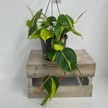 Load image into Gallery viewer, PHILODENDRON BRASIL 14CM
