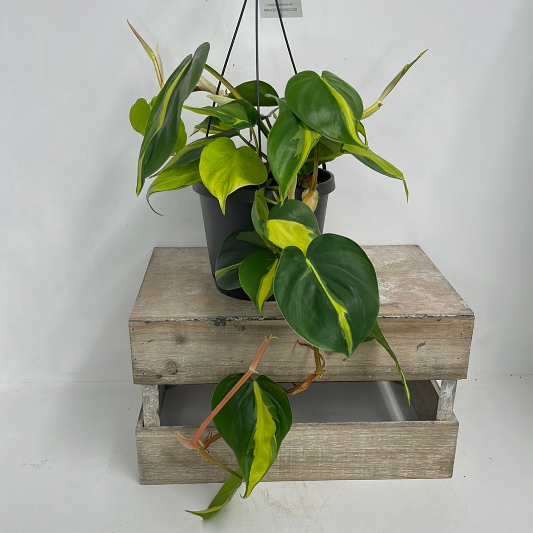 PHILODENDRON BRASIL 14CM