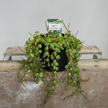 Load image into Gallery viewer, PEPEROMIA PROSTRATA STRING OF TURTLES 12CM
