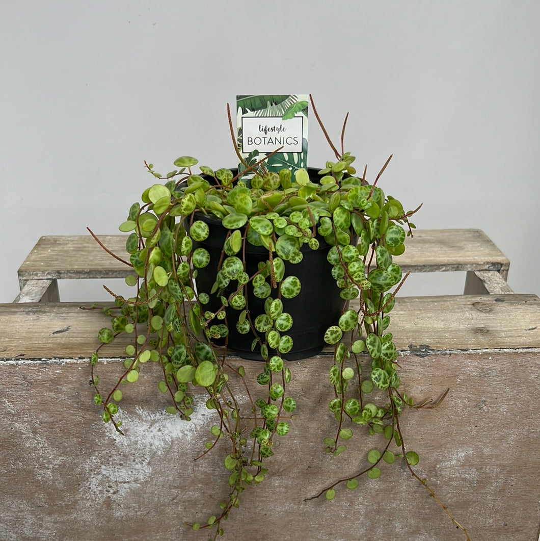 PEPEROMIA PROSTRATA STRING OF TURTLES 12CM