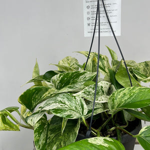 EPIPREMNUM MARBLE QUEEN 17CM