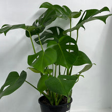 Load image into Gallery viewer, MONSTERA DELICOSA 20CM
