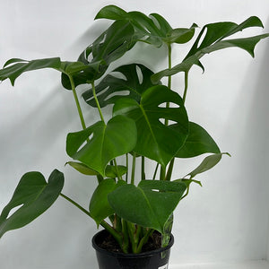 MONSTERA DELICOSA 20CM