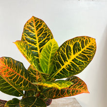 Load image into Gallery viewer, CROTON RHINA 14CM
