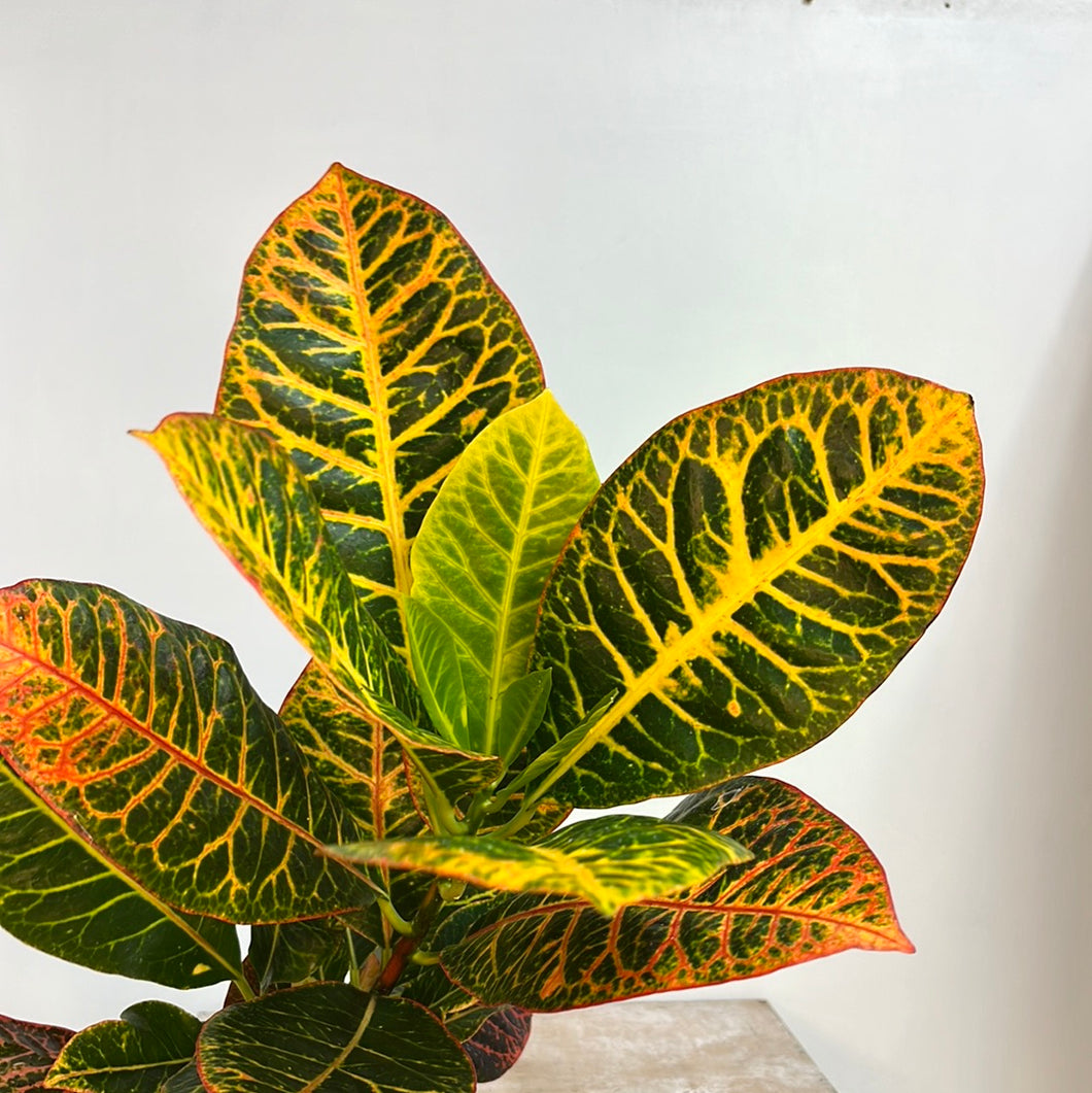 CROTON RHINA 14CM