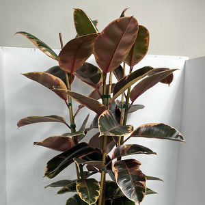 FICUS RUBY TRIPLE 25CM