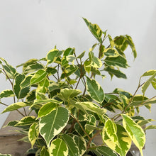 Load image into Gallery viewer, FICUS SAMANTHA 20CM
