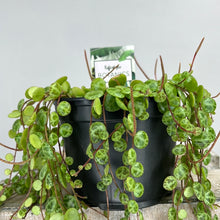 Load image into Gallery viewer, PEPEROMIA PROSTRATA STRING OF TURTLES 12CM
