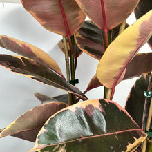 Load image into Gallery viewer, FICUS RUBY TRIPLE 25CM
