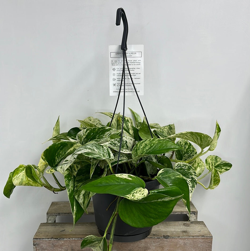 EPIPREMNUM MARBLE QUEEN 17CM