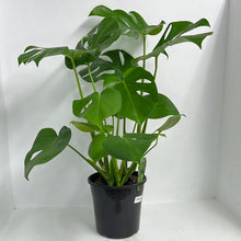 Load image into Gallery viewer, MONSTERA DELICOSA 20CM
