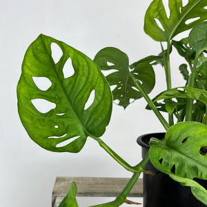 MONSTERA MONKEY MASK 14CM