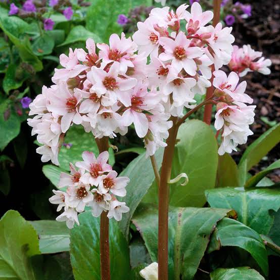 BERGENIA WANAKA SNOW 1.5L