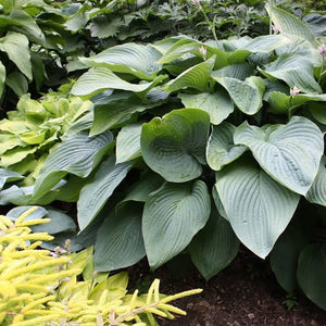 HOSTA EMPRESS WU 2.0L