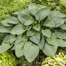 Load image into Gallery viewer, HOSTA EMPRESS WU 2.0L
