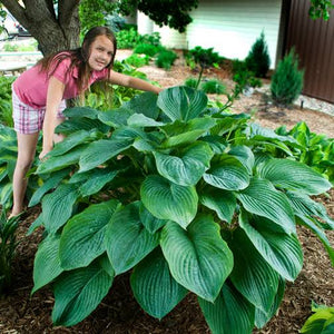 HOSTA EMPRESS WU 2.0L