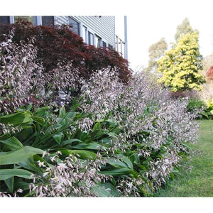 ARTHROPODIUM MATAPOURI BAY RENGA RENGA LILY 2.5L