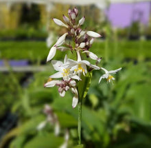 Load image into Gallery viewer, ARTHROPODIUM MATAPOURI BAY RENGA RENGA LILY 3.3L
