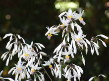 Load image into Gallery viewer, ARTHROPODIUM MATAPOURI BAY RENGA RENGA LILY 2.5L
