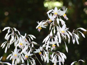 ARTHROPODIUM MATAPOURI BAY RENGA RENGA LILY 2.5L