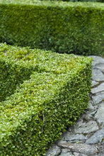 Load image into Gallery viewer, BUXUS SEMPERVIRENS 4.0L
