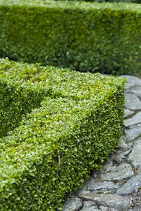 BUXUS SEMPERVIRENS 4.0L