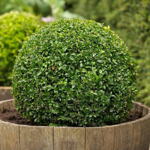 BUXUS SEMPERVIRENS 4.0L