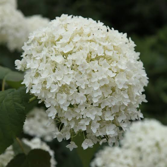 HYDRANGEA ARBORESCENS ANNABELLE 6.0L