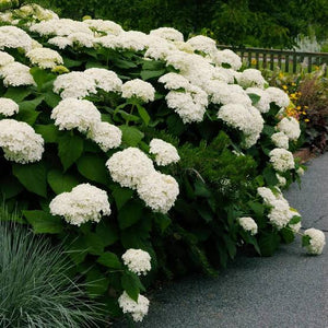 HYDRANGEA ARBORESCENS ANNABELLE 2.5L