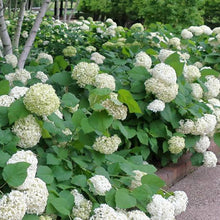 Load image into Gallery viewer, HYDRANGEA ARBORESCENS ANNABELLE 2.5L
